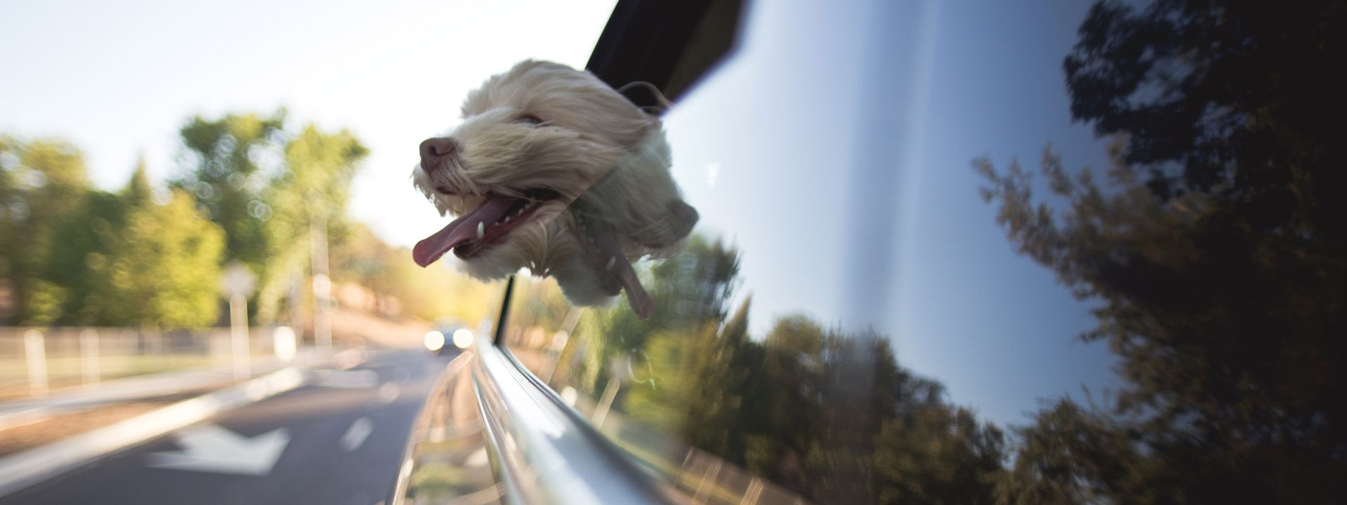 Dog looking out of car window